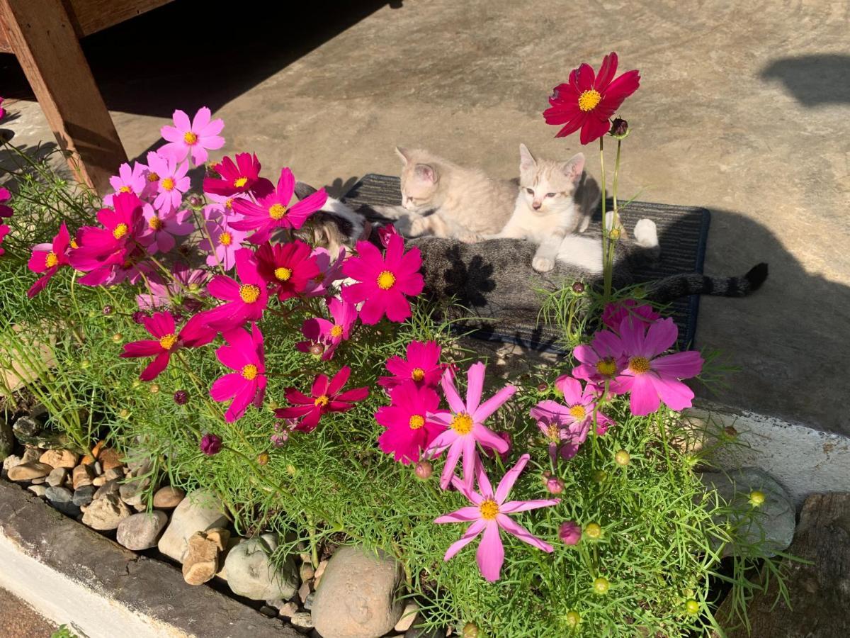 Hongkhao Village Chiang Mai Dış mekan fotoğraf