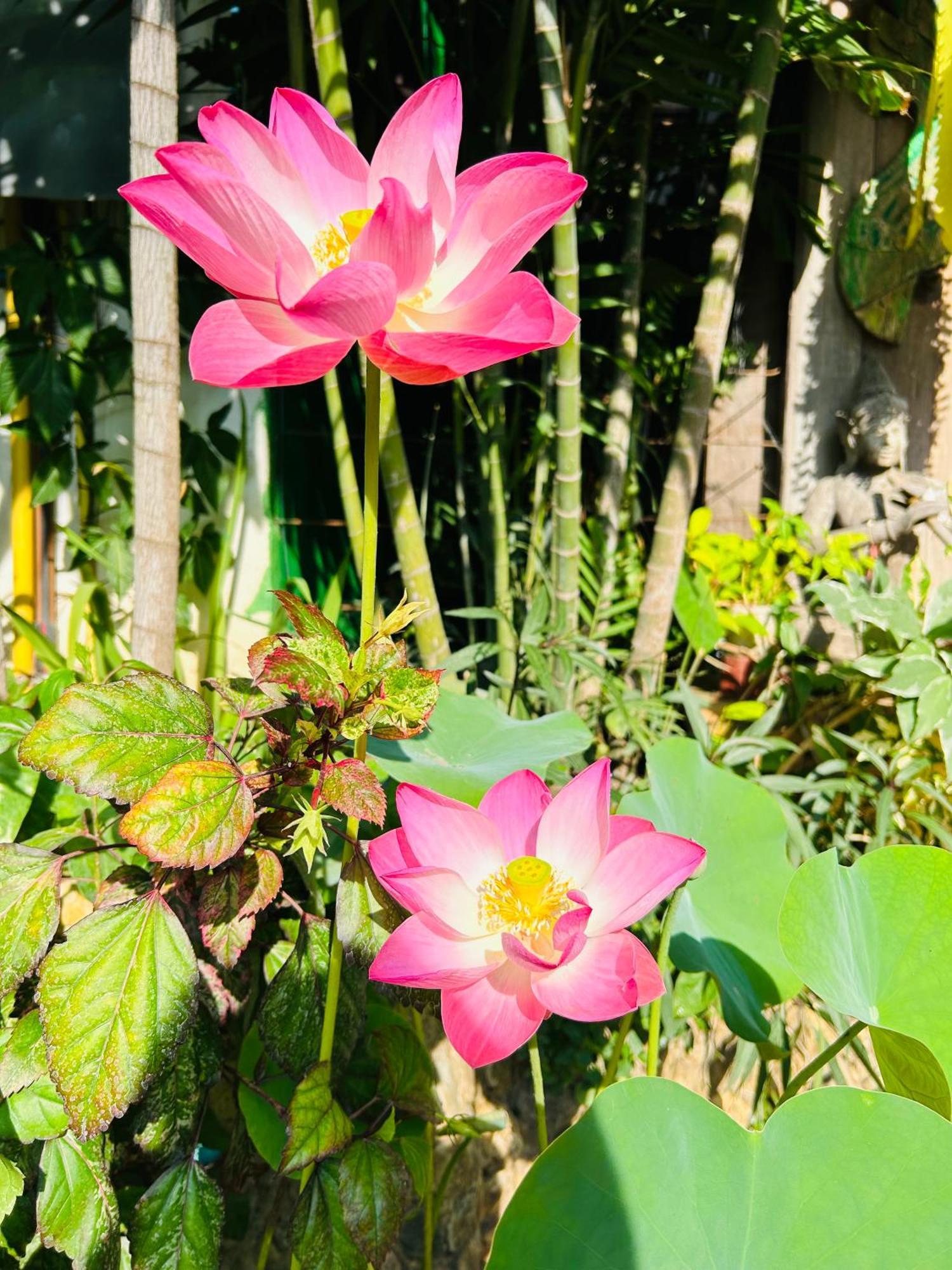 Hongkhao Village Chiang Mai Dış mekan fotoğraf