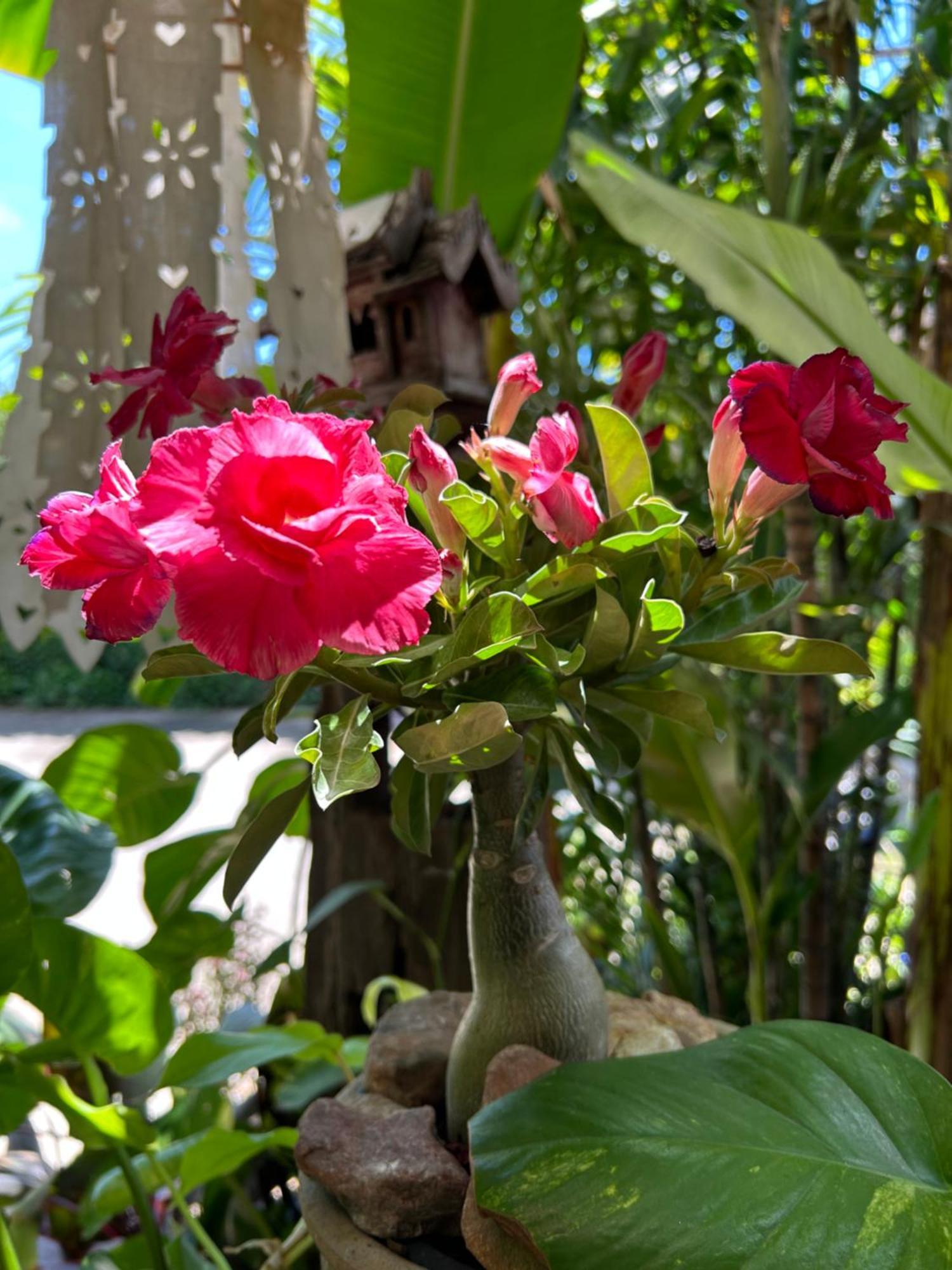 Hongkhao Village Chiang Mai Dış mekan fotoğraf